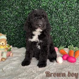 Brown boy - Black male Bernedoodle puppy in Modesto, California from Two Doods Doodles