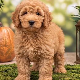 Carol (Captain Marvel) - Apricot female Poodle puppy in Lecanto, Florida from Lecanto Puppy