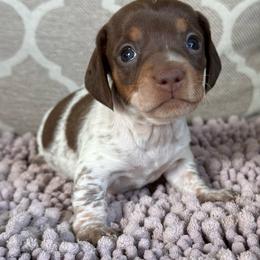 CKC Girl 1 - Piebald female Dachshund puppy in Joshua Tree, California from Desert Dreams Ranch