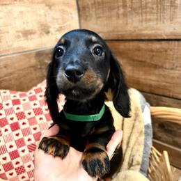 Boy 2 - male Dachshund puppy in Mountain Home, Arkansas from The Teacup Homestead Miniature Dachshunds