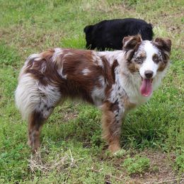 Baby - Australian Shepherd