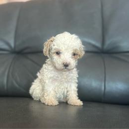 Sailor - Blenheim male Cavapoo puppy in Saint George, Utah from Fitzdoodles