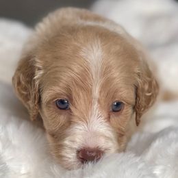 Milo - Parti male Labradoodle puppy in San Antonio, Texas from I Love U Back Labradoodles, LLC