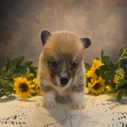 Roxie - Sable and white female American Corgi puppy in Missouri from Country Legends Aussies & Corgis