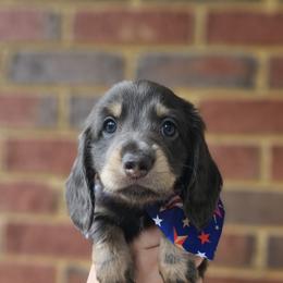 Dachshund Puppies from Royal Dackel Haus