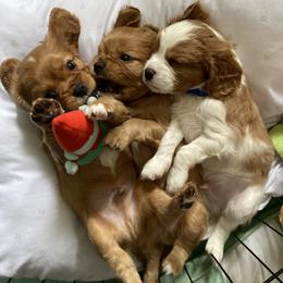 Cavalier King Charles Spaniel Puppies from Heart of a Cavalier