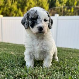Olive - female Australian Mountain Doodle puppy in Sherrills Ford, North Carolina from Magnolia Grove Farms