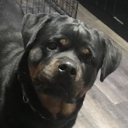 Damia - Rottweiler