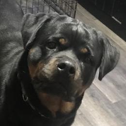 Damia - Rottweiler