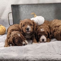Cavapoo and Whoodle Puppies from Gardner Lane Puppies