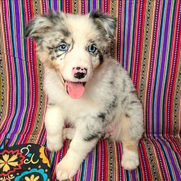 Girly Girl - Blue merle female Australian Shepherd puppy in Arlington, Texas from Firelight Australian Shepherds