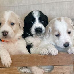 Goldendoodles from Doodle Supply Co.