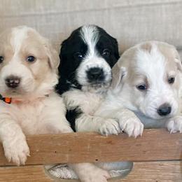 Goldendoodles from Doodle Supply Co.