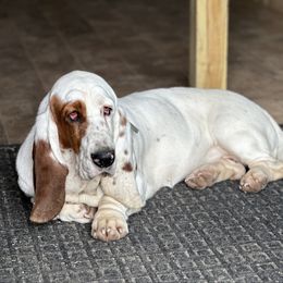 Snowflake - Basset Hound