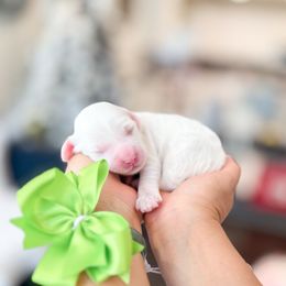 Boy 4 - Cream male Goldendoodle puppy in Ontario, California from Teddy Doodles & Standard Poodles