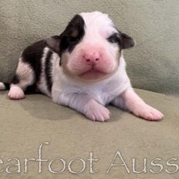 Boy 3 - male Australian Shepherd puppy in Lowell, Indiana from Bearfoot Aussies and Tollers