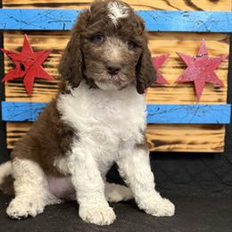 Lyric - Brown and white female Saint Berdoodle puppy in Chicago, Illinois from Gentle Giant Saint Berdoodles