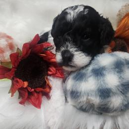 Poodle Puppies from Cox Poodles