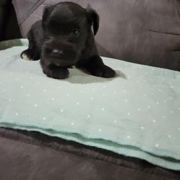 Miniature Schnauzer Puppies from DeV Walter’s Miniature Schnauzers