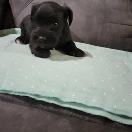 Miniature Schnauzer Puppies from DeV Walter’s Miniature Schnauzers