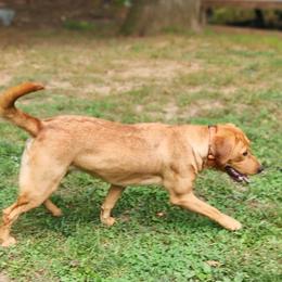Labrador Retriever puppies from Red Fox Mountain