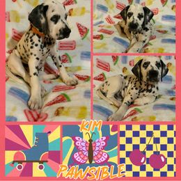 AKC Kim Pawsible - White and black female Dalmatian puppy in Euless, Texas from 101 Dew Dream Valley Dalmatians