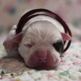 Taffy - White and brindle female American Bulldog puppy in Three Rivers, Michigan from Jemms Kennels