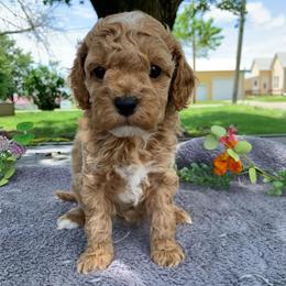 Rosie - Golden female Cockapoo puppy in Bedford, Iowa from Our Father’s Doodles