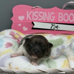 Girl 1 - Blue parti female Pomeranian puppy in Newark, Ohio from Keeperofstars Pomeranians
