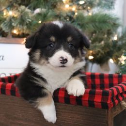 Joey - Black and tan male Pembroke Welsh Corgi puppy in St. Charles, Iowa from Kim Boyle's Pembroke Welsh Corgis