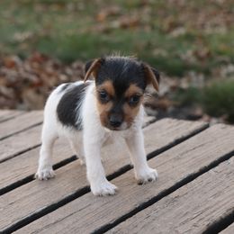 Mitchell - Tri-color male Jack Russell Terrier puppy in West Bend, Iowa from Blue Skies Terriers