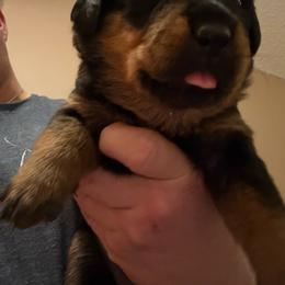 Green girl - Black and mahogany female Rottweiler puppy in Colorado Springs, Colorado from Von Locher Rotties