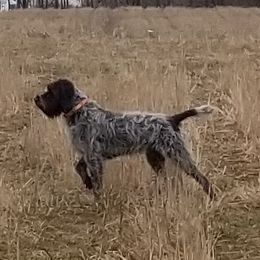 Wirehaired Pointing Griffons from SEAN EATON