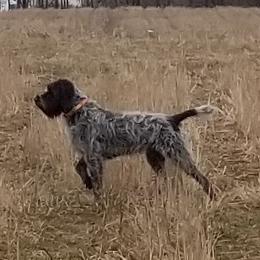Wirehaired Pointing Griffons from SEAN EATON