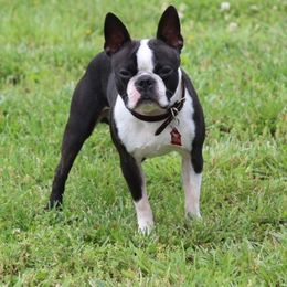 Apollo - Boston Terrier