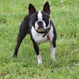 Apollo - Boston Terrier