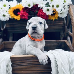 Orange Collar, Blue Merle - Merle male Great Dane puppy in Loma, Colorado from Adobe Creek Danes