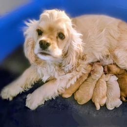 Cavapoo and Cockapoo Puppies from Lake Michigan Couture Cavapoos & Cockapoos