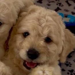 KitKat - Cream female Goldendoodle puppy in Pensacola, Florida from Goldendoodles Love You in Pensacola Friend Edition