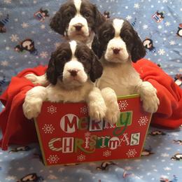English Springer Spaniel Puppies from Gentry Springers