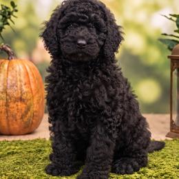 Natasha (Black Widow) - Black female Poodle puppy in Lecanto, Florida from Lecanto Puppy