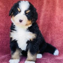 Green Collar Male - Black rust and white male Bernese Mountain Dog puppy in Bristol, Tennessee from Holston Hollow Farm