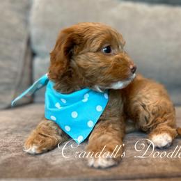 Ginger - Golden female Cockapoo puppy in Payson, Utah from Crandall’s Doodle Barn