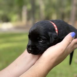 Red Male - Labrador Retriever puppy in St Matthews, South Carolina from Beaver Creek Kennels