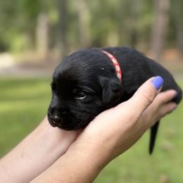Red Male - Labrador Retriever puppy in St Matthews, South Carolina from Beaver Creek Kennels