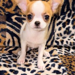 Cooper - Red and white male Chihuahua puppy in Fredericksburg, Indiana from Country Star Chihuahuas