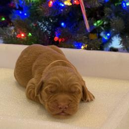 Puppies arn't named yet. You would be in the pick order - Dark golden male Golden Retriever puppy in Huntington Beach, California from Beach Cities Golden Retrievers