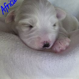 Maltipoo Puppies from Missy's Little Garden