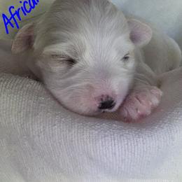 Maltipoo Puppies from Missy's Little Garden
