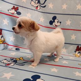 Sarah - Cream and white female Chihuahua puppy in Chesapeake, Virginia from Elsbeth's Chihuahuas